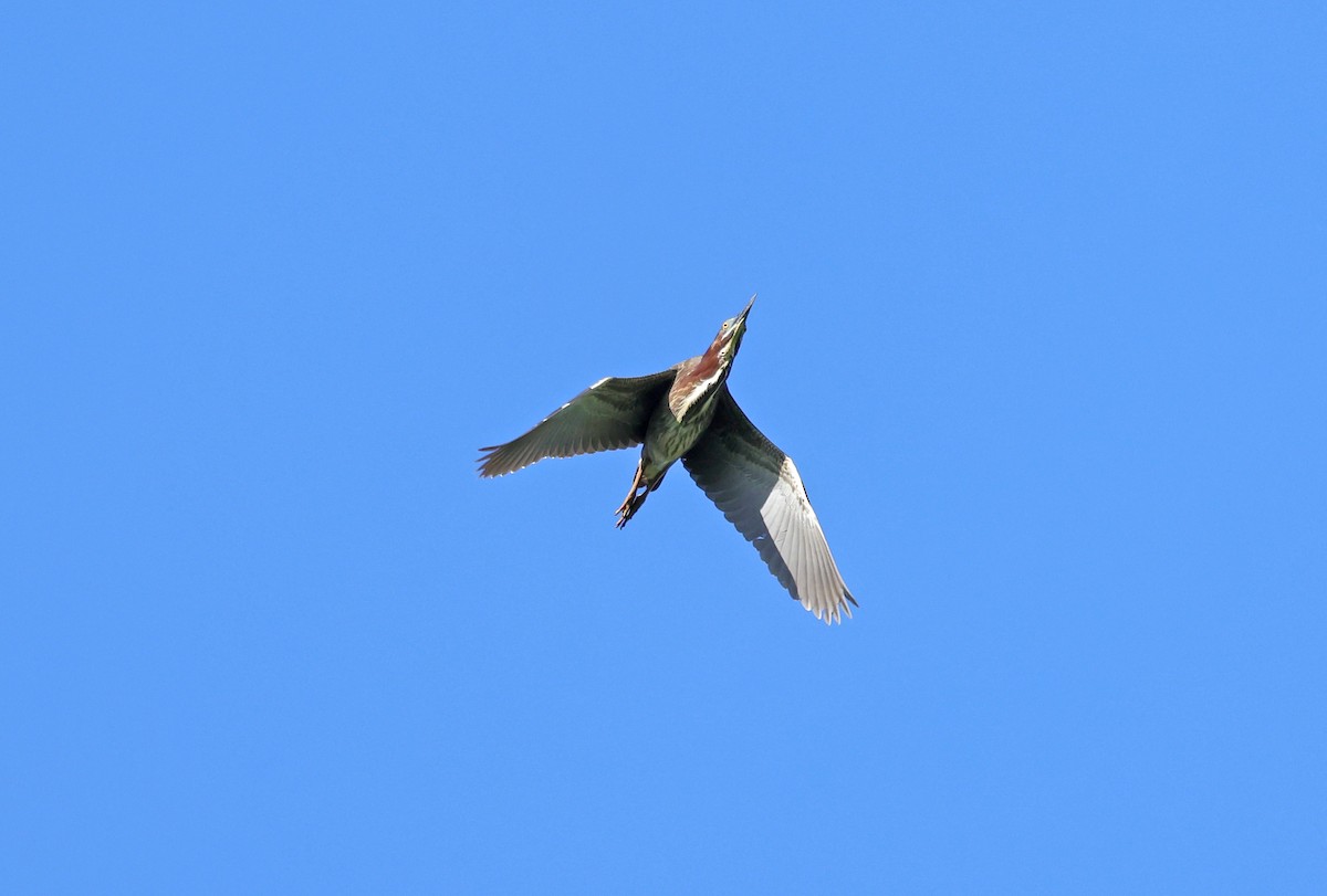 Green Heron - ML619580248