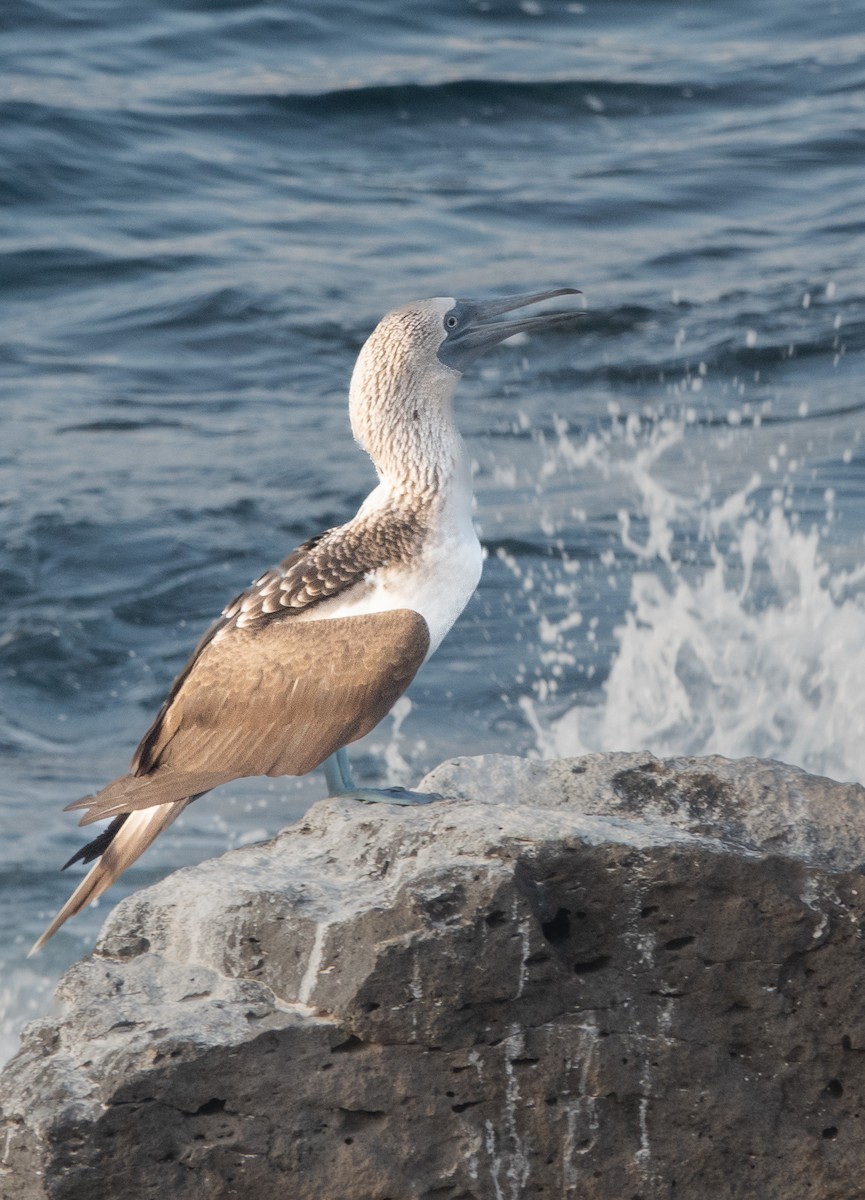 Blue-footed Booby - ML619580295