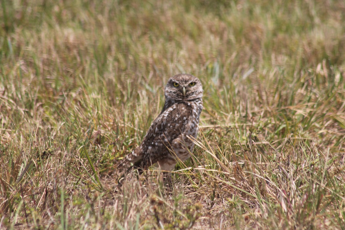 Burrowing Owl - ML619580316