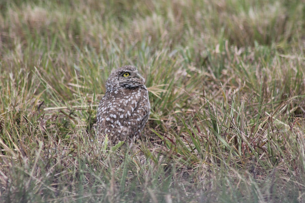 Burrowing Owl - ML619580320