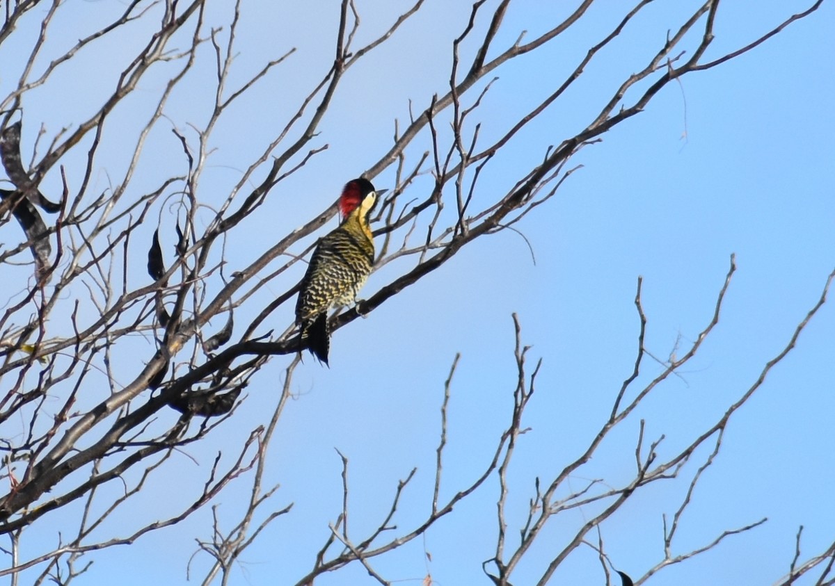 Green-barred Woodpecker - ML619580351