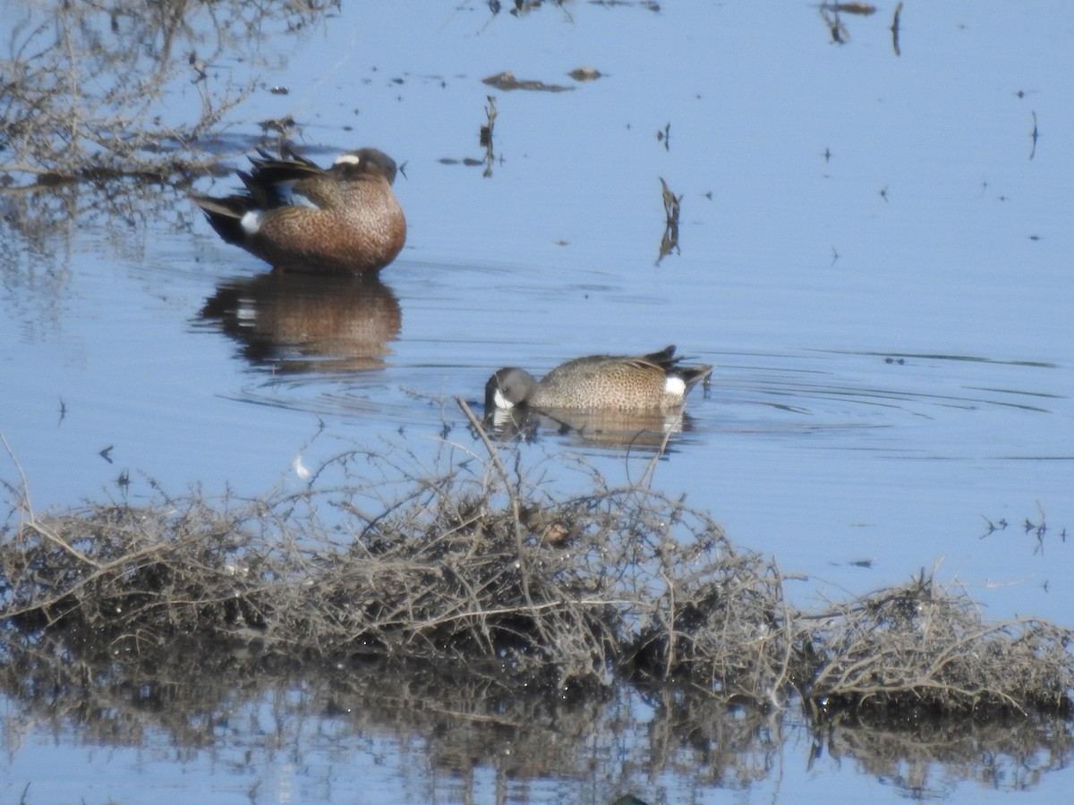 Blue-winged Teal - ML619580352
