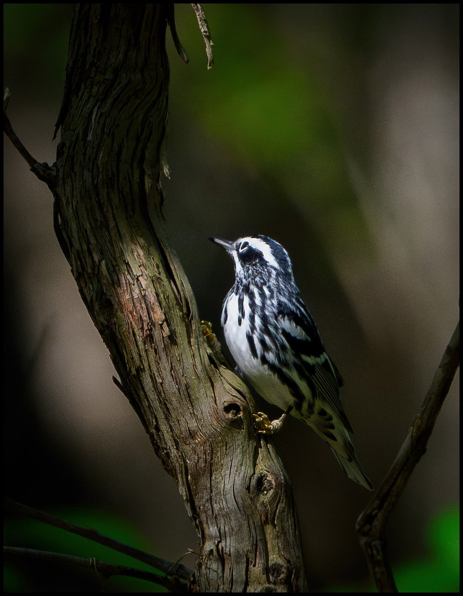Black-and-white Warbler - ML619580398