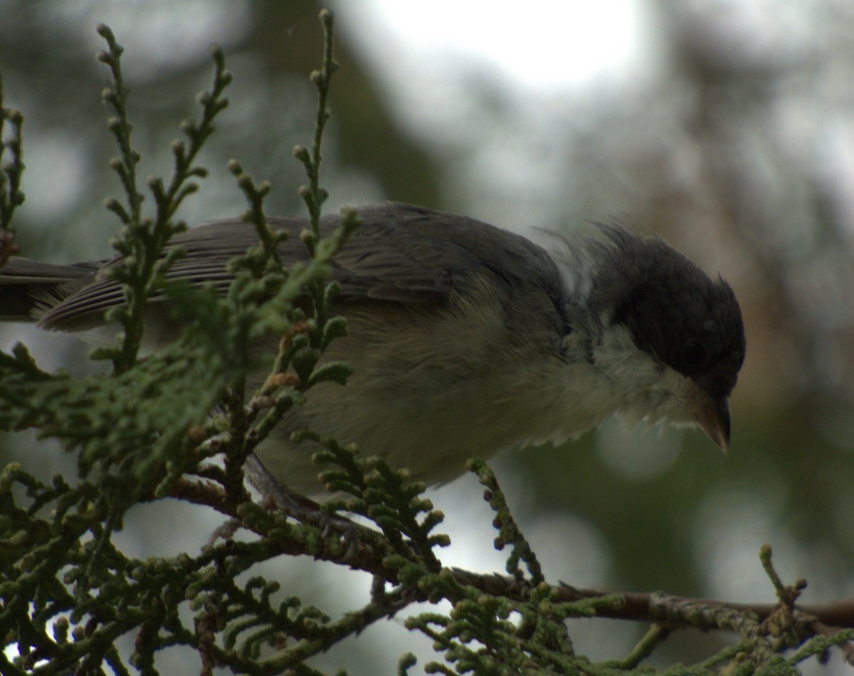 Black-capped Warbling Finch - ML619580405