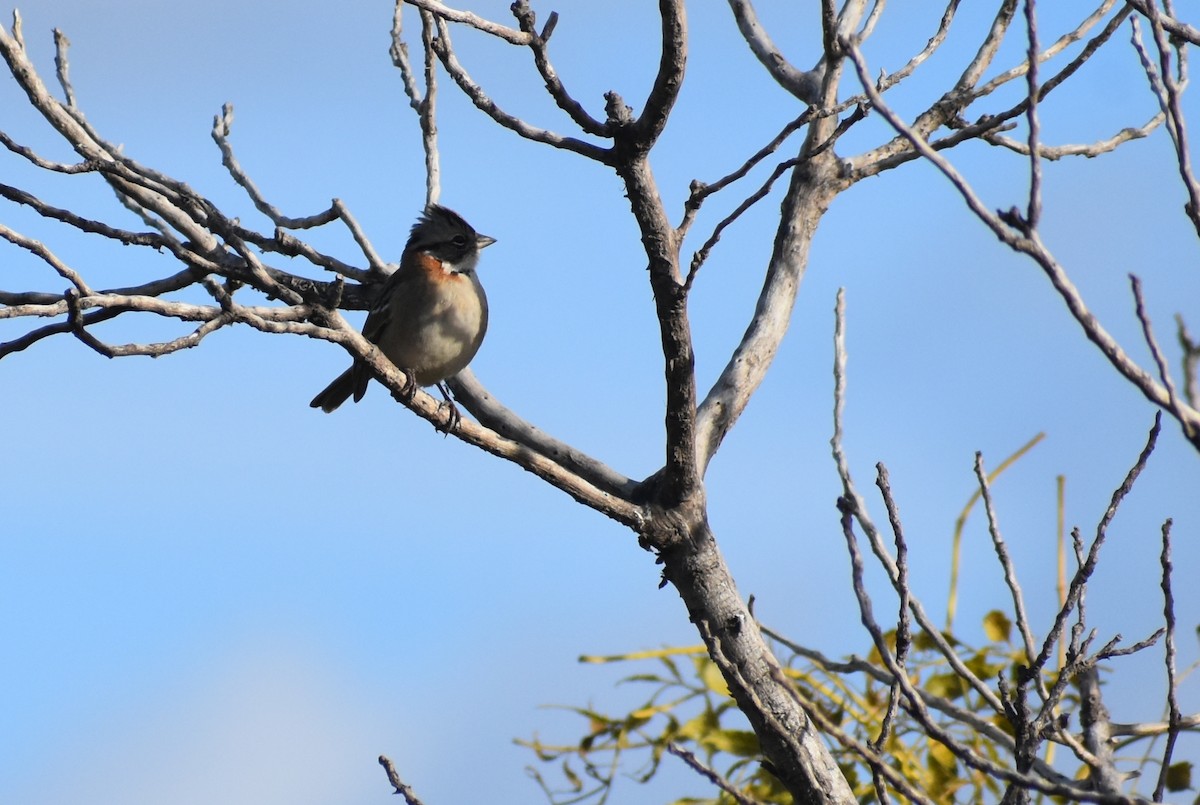 Rufous-collared Sparrow - ML619580415