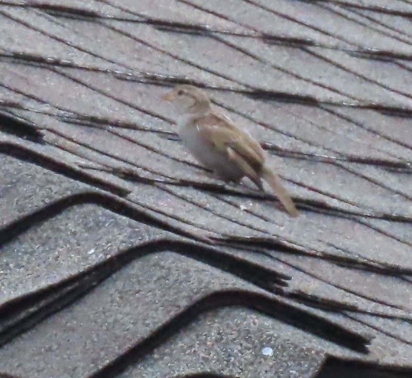 House Sparrow - ML619580425