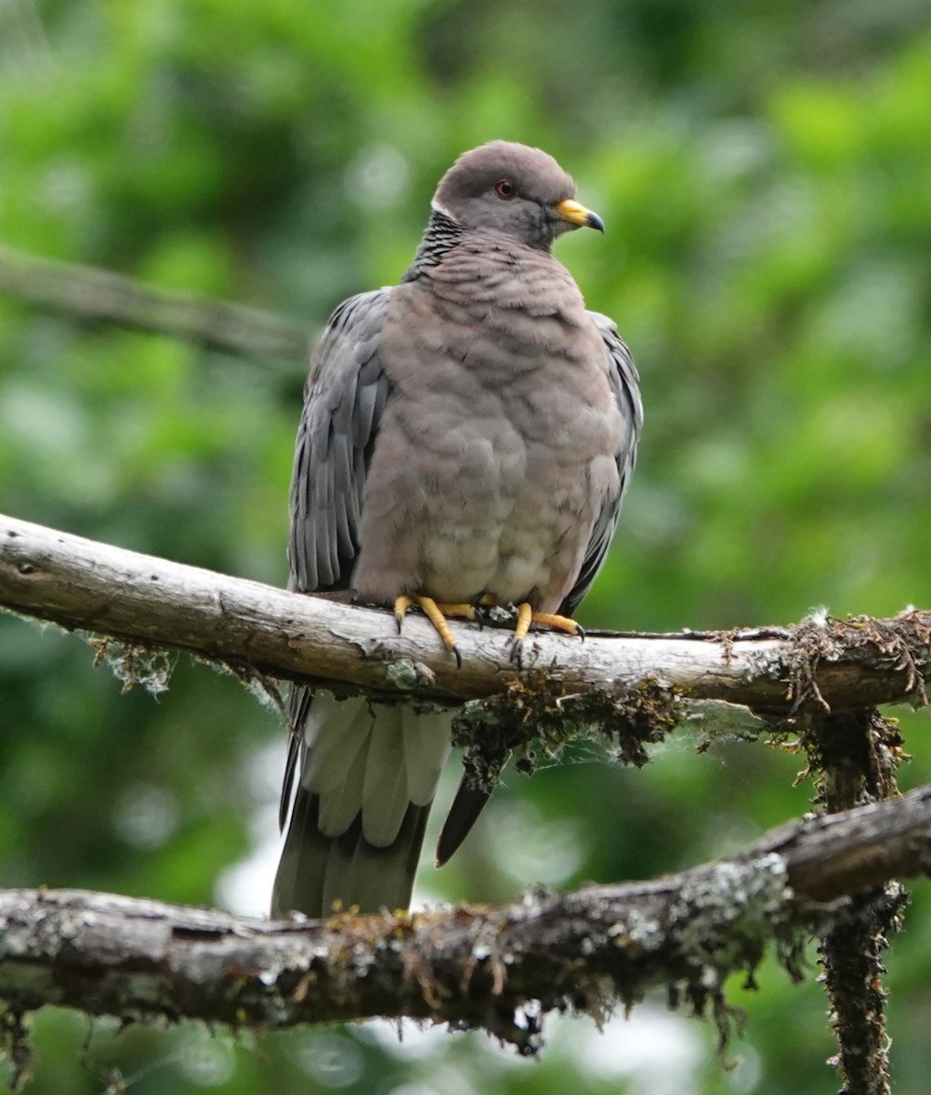 Band-tailed Pigeon - ML619580432