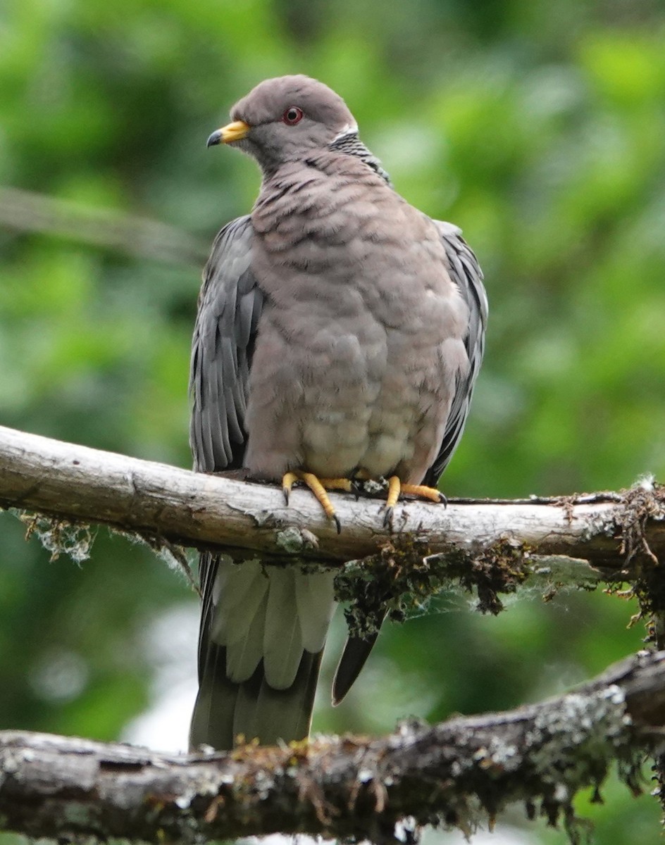 Band-tailed Pigeon - ML619580435