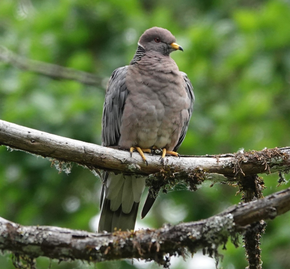 Band-tailed Pigeon - ML619580436