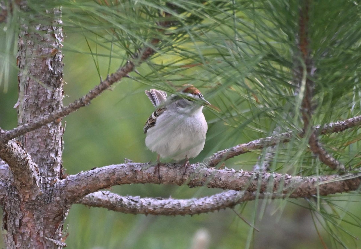 Chipping Sparrow - ML619580481