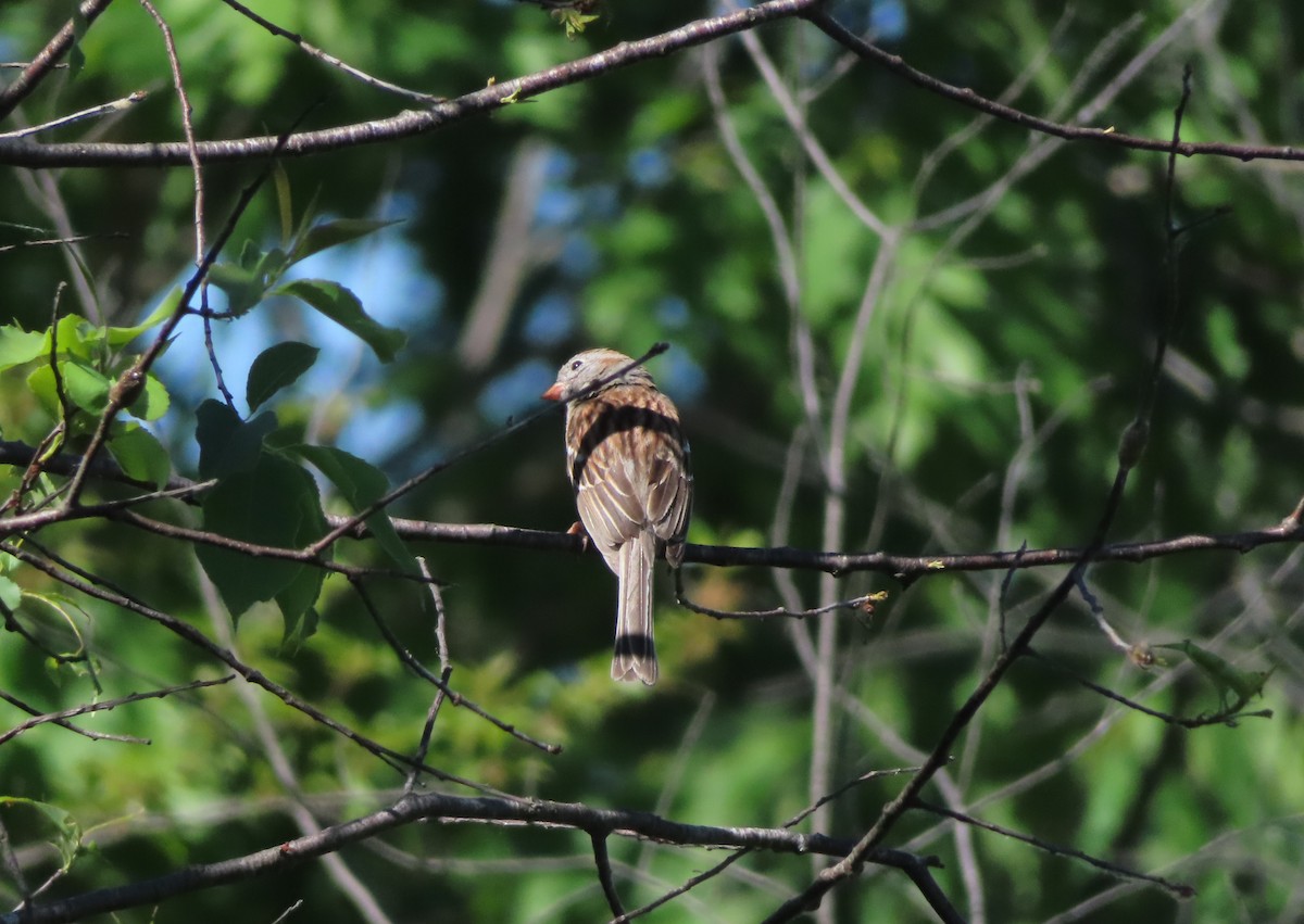 Field Sparrow - ML619580554