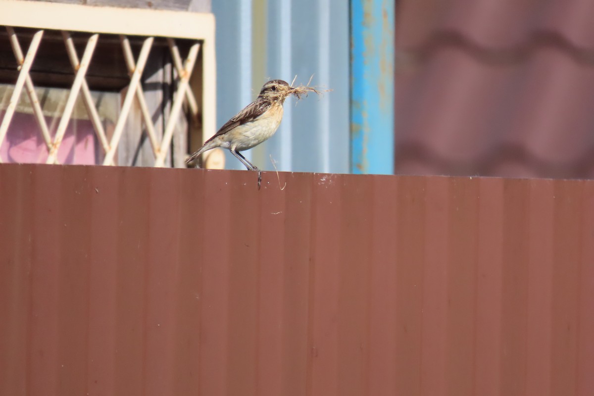 Whinchat - ML619580583