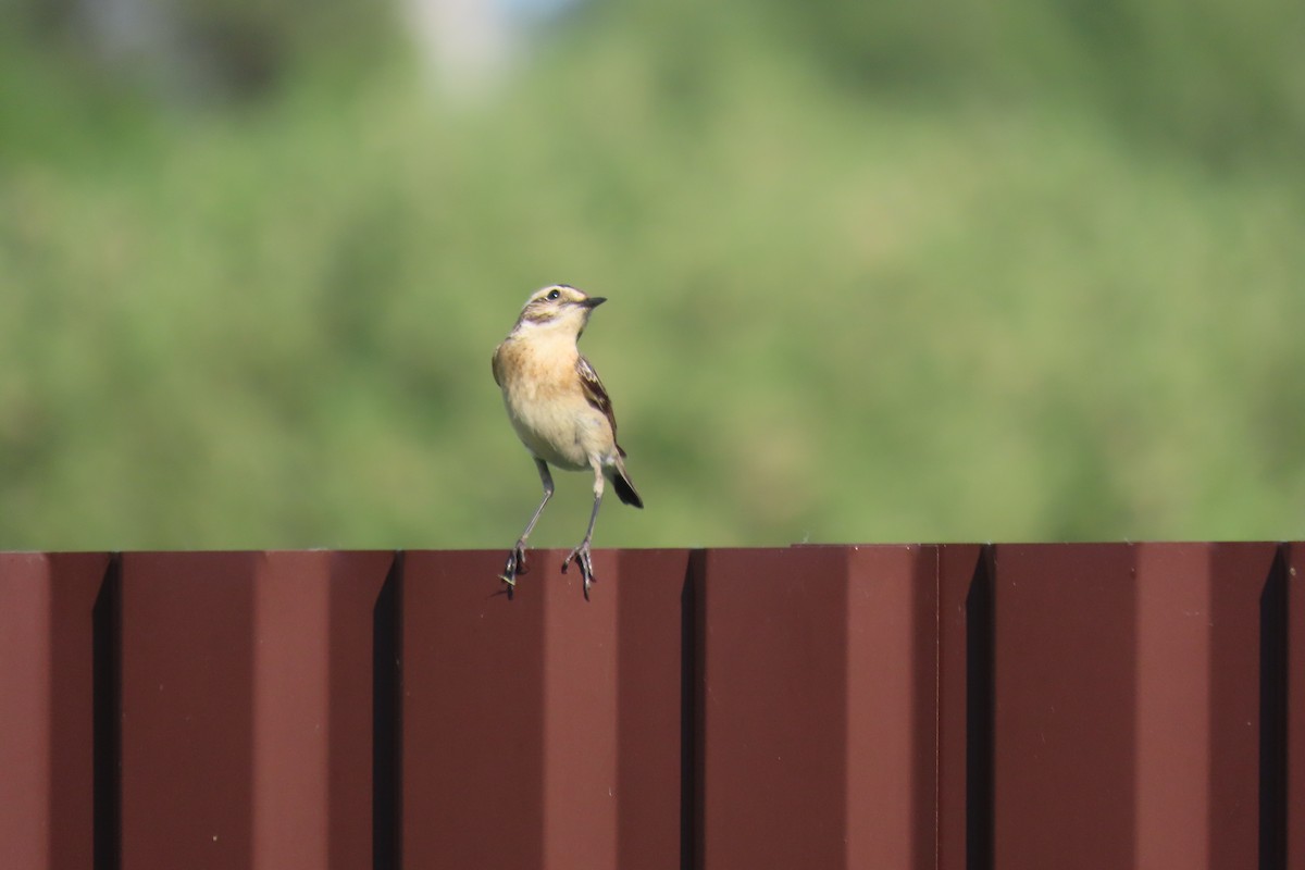 Whinchat - ML619580585