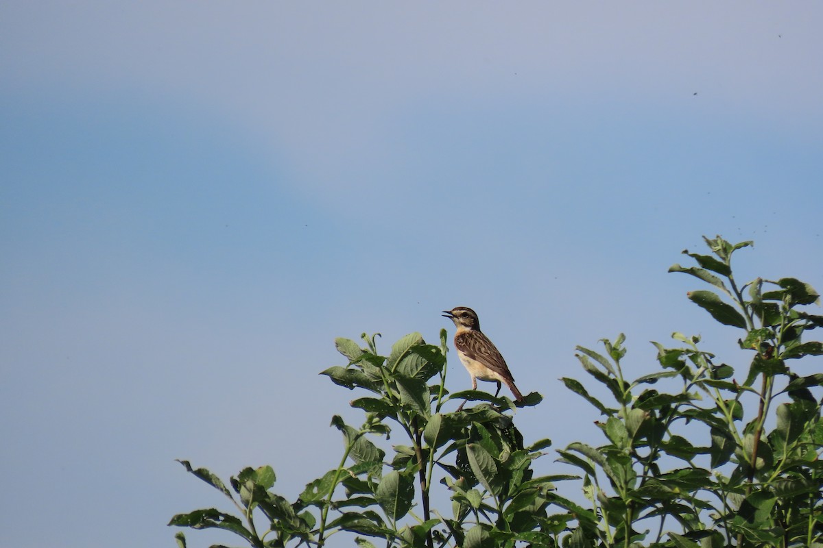 Whinchat - ML619580586
