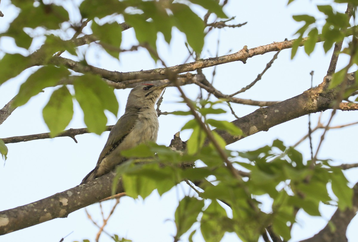 Gray-headed Woodpecker - ML619580625