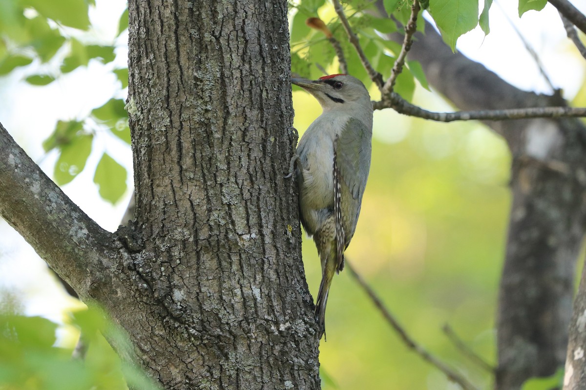 Gray-headed Woodpecker - ML619580627