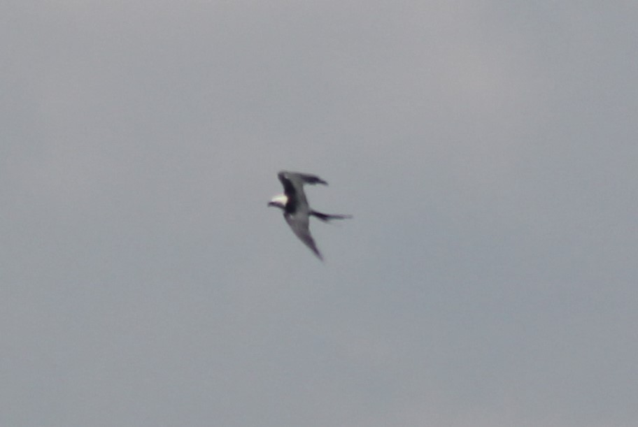 Swallow-tailed Kite - ML619580644