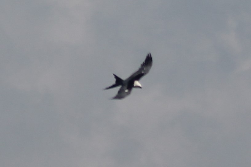 Swallow-tailed Kite - ML619580646