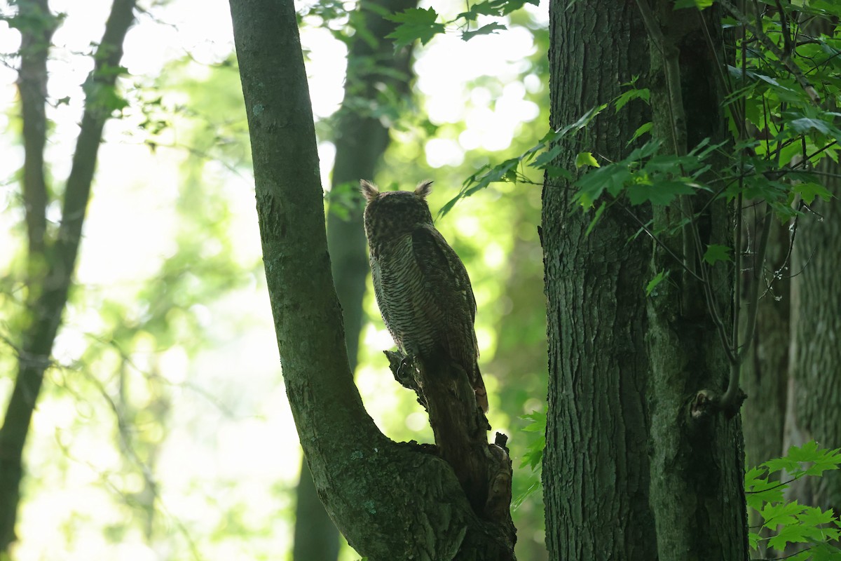 Great Horned Owl - ML619580666