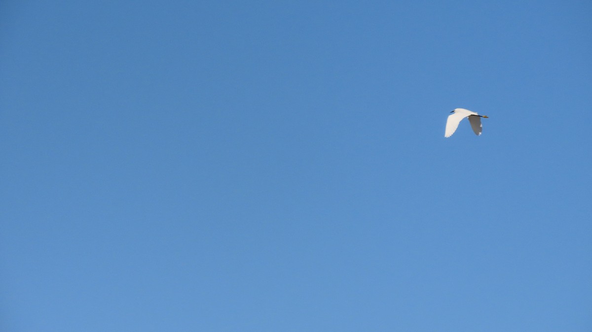 Snowy Egret - ML619580668