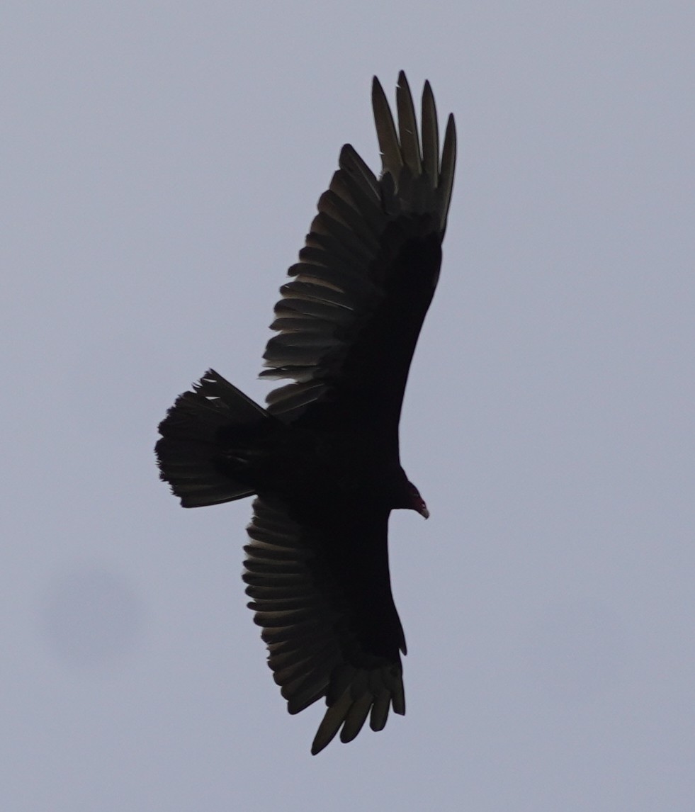 Turkey Vulture - ML619580670