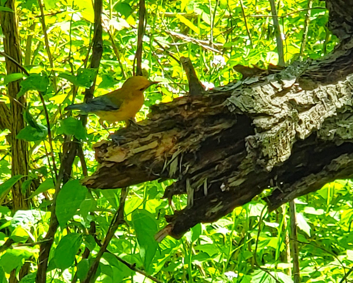 Prothonotary Warbler - ML619580671