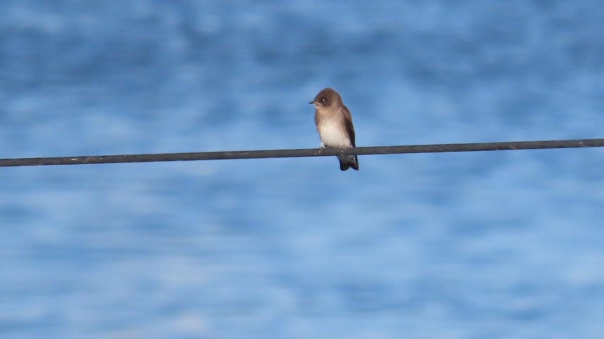 Northern Rough-winged Swallow - ML619580675