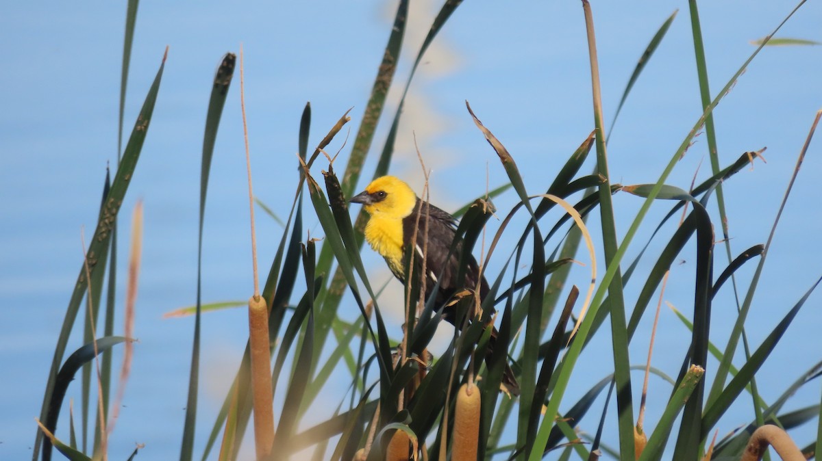 Yellow-headed Blackbird - ML619580689