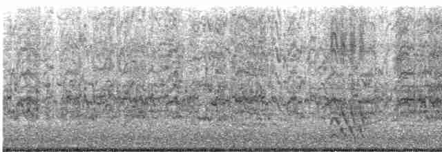 mesquitespett (aurifrons) - ML619580739