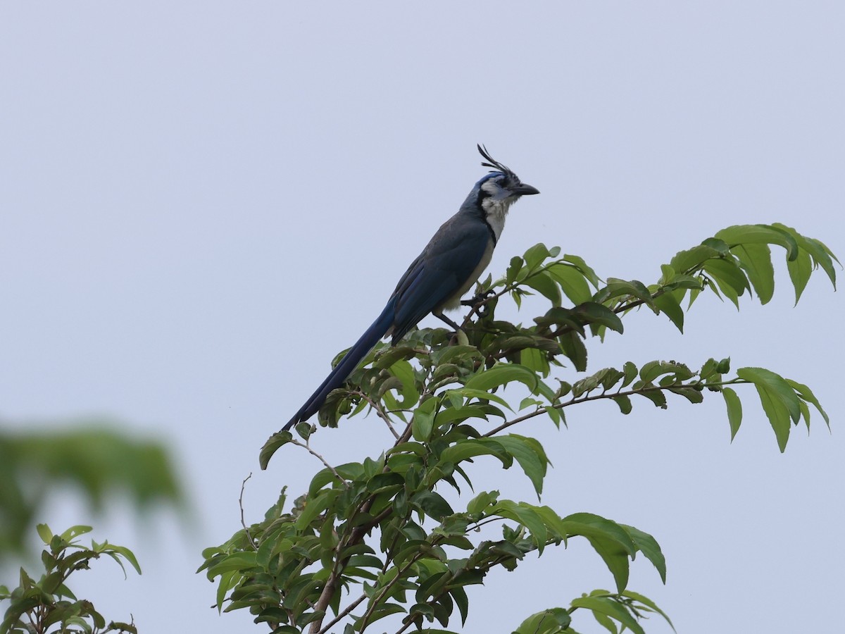 White-throated Magpie-Jay - ML619580745