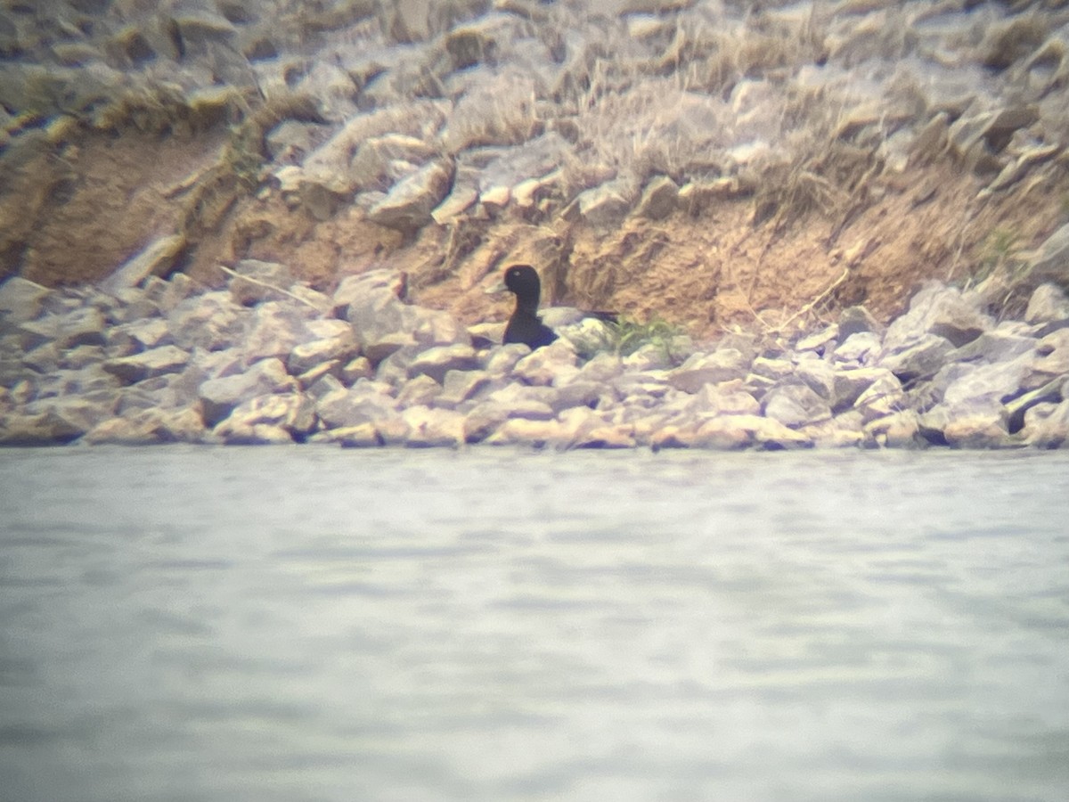 Greater Scaup - ML619580765