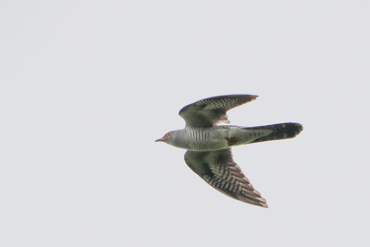 Common Cuckoo - ML619580768