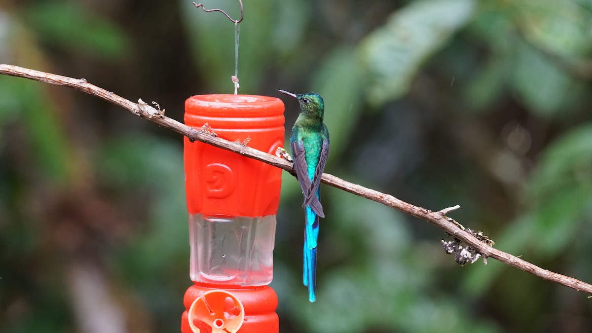 Long-tailed Sylph - ML619580779