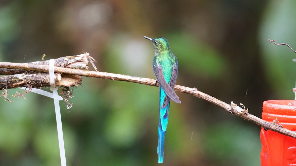 Long-tailed Sylph - ML619580782