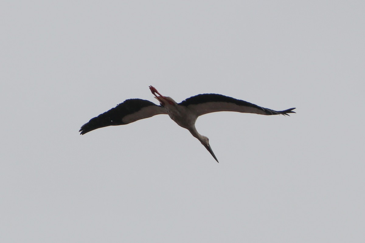Oriental Stork - ML619580808
