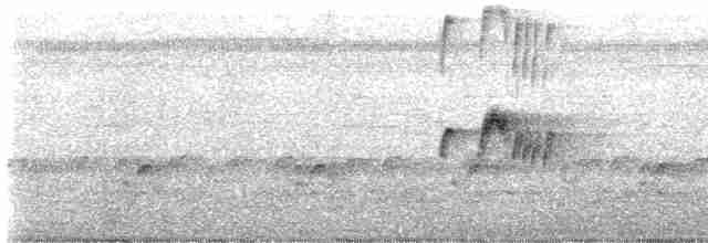 Тиран сірий - ML619580836
