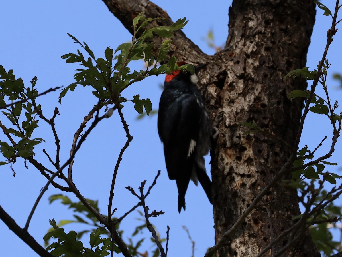 Acorn Woodpecker - ML619580864