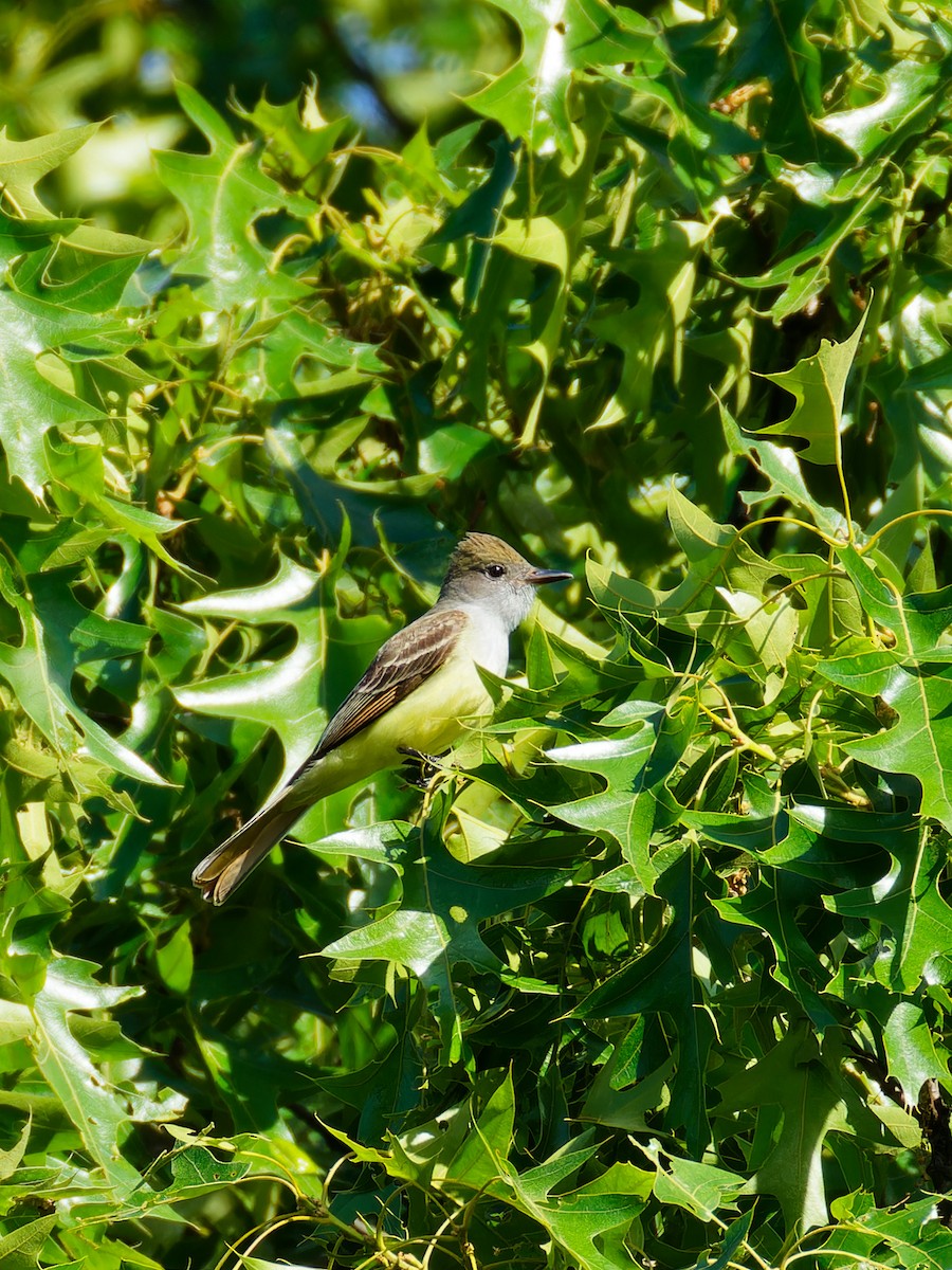 Great Crested Flycatcher - ML619580872