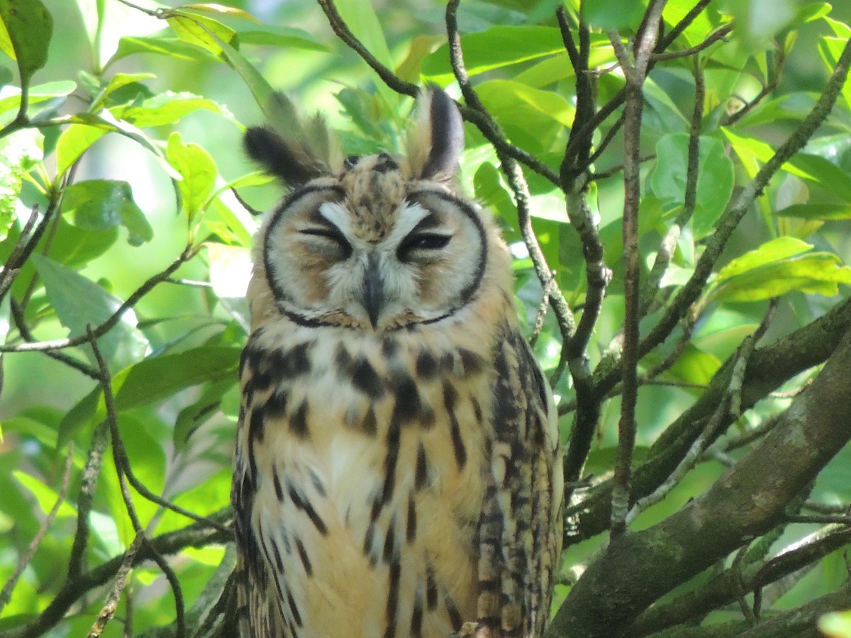 Striped Owl - ML619580914