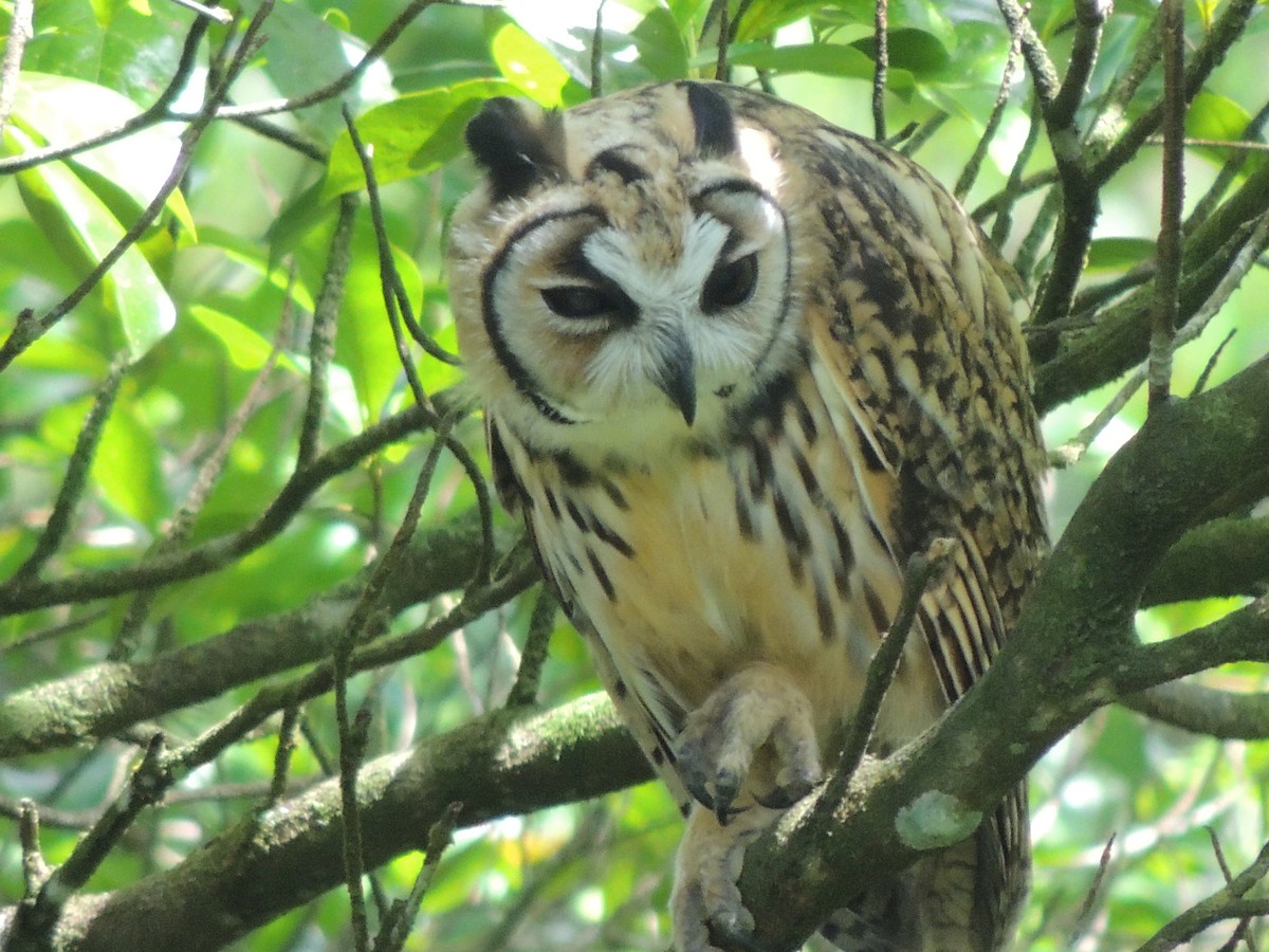 Striped Owl - ML619580916