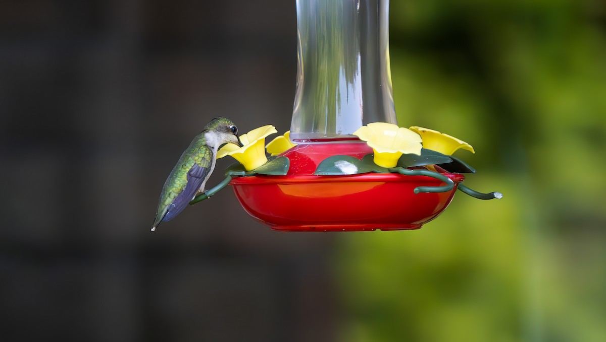 Ruby-throated Hummingbird - ML619580967