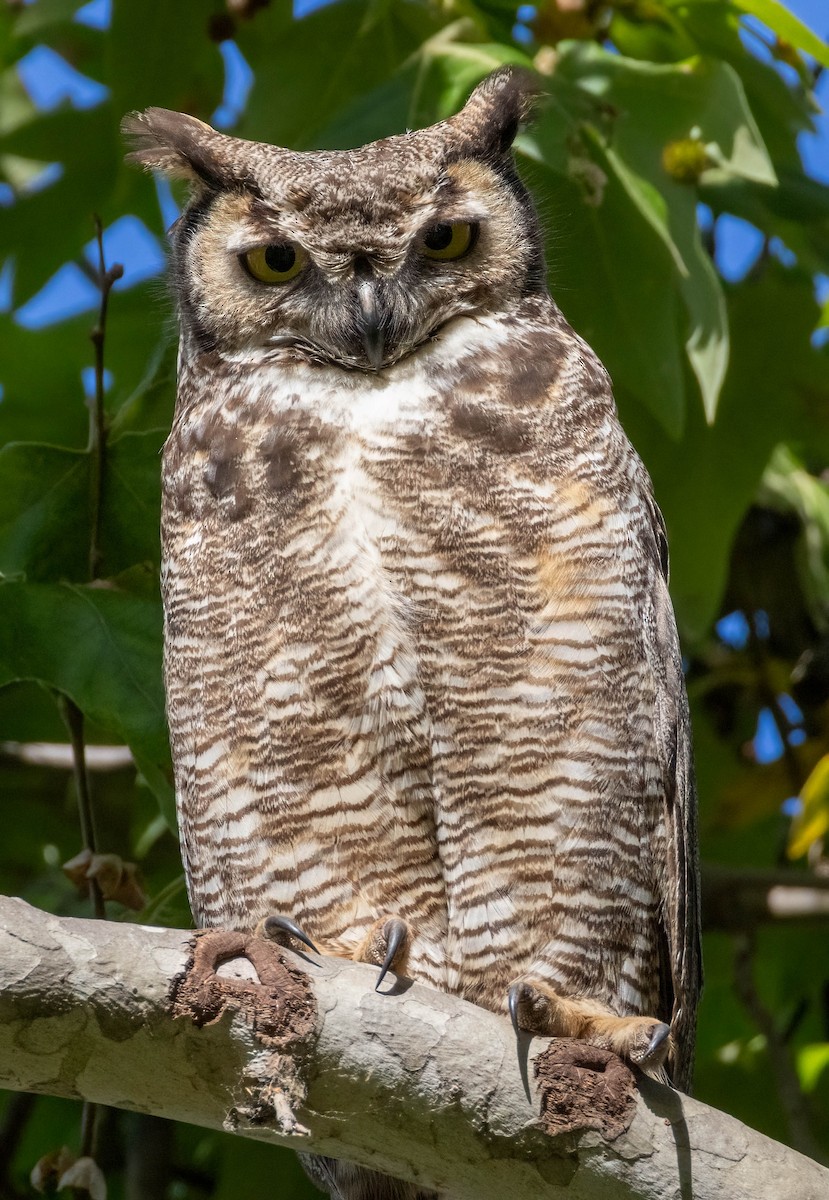 Great Horned Owl - ML619581045
