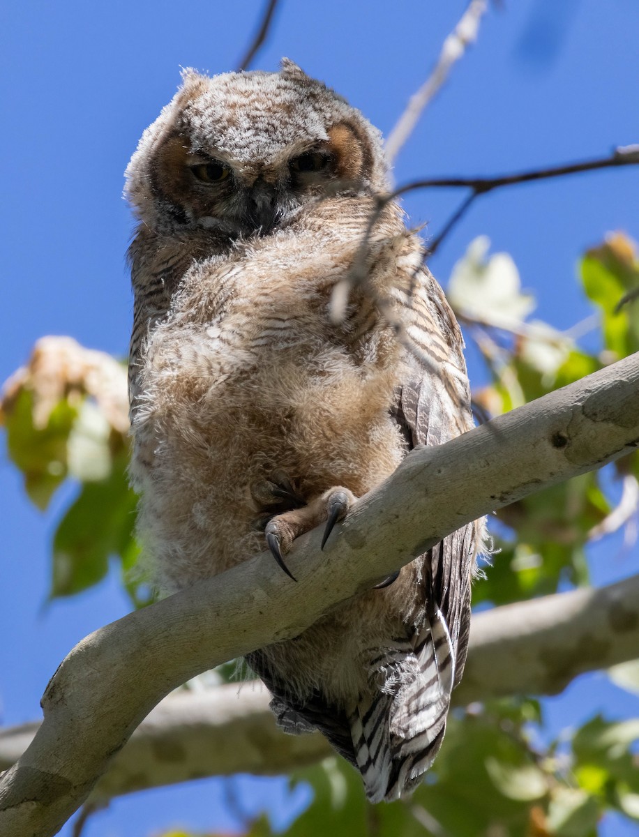 Great Horned Owl - ML619581046
