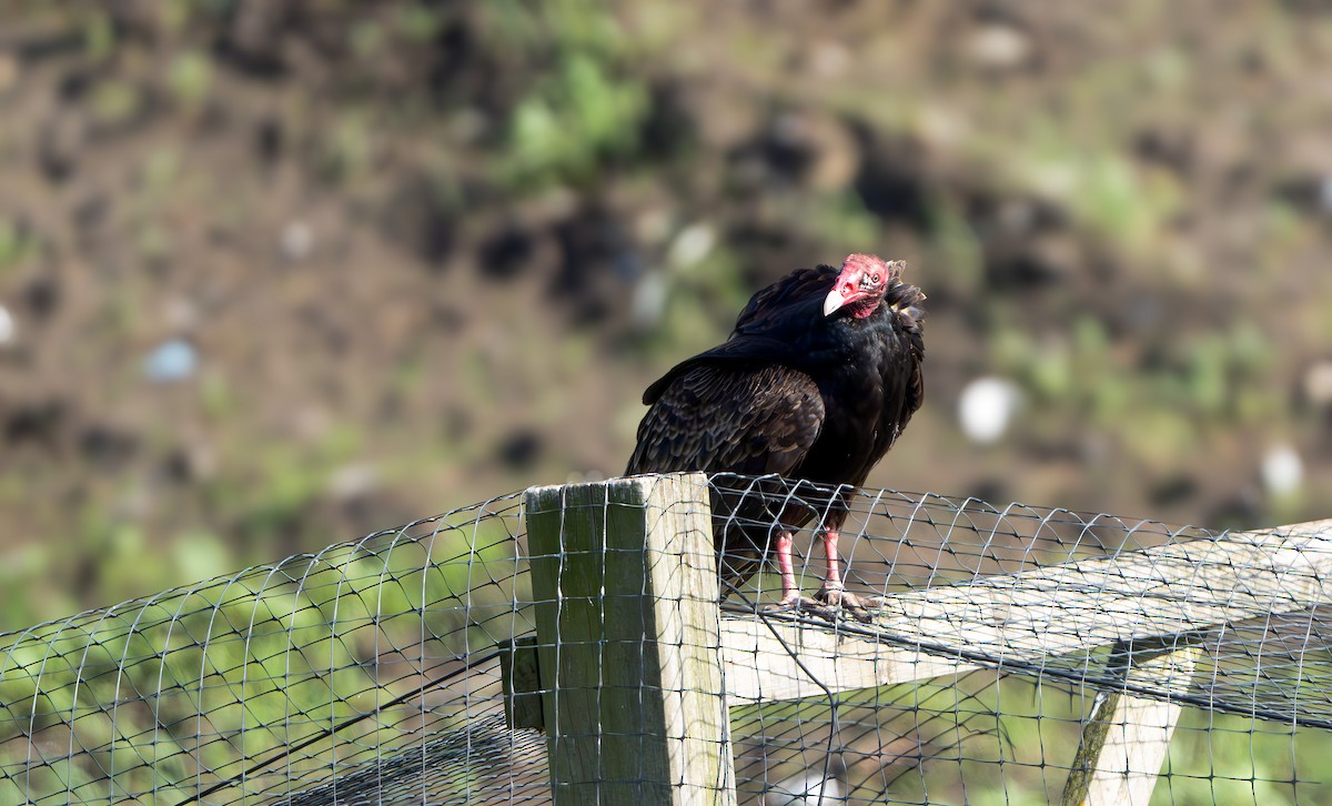 Turkey Vulture - ML619581067