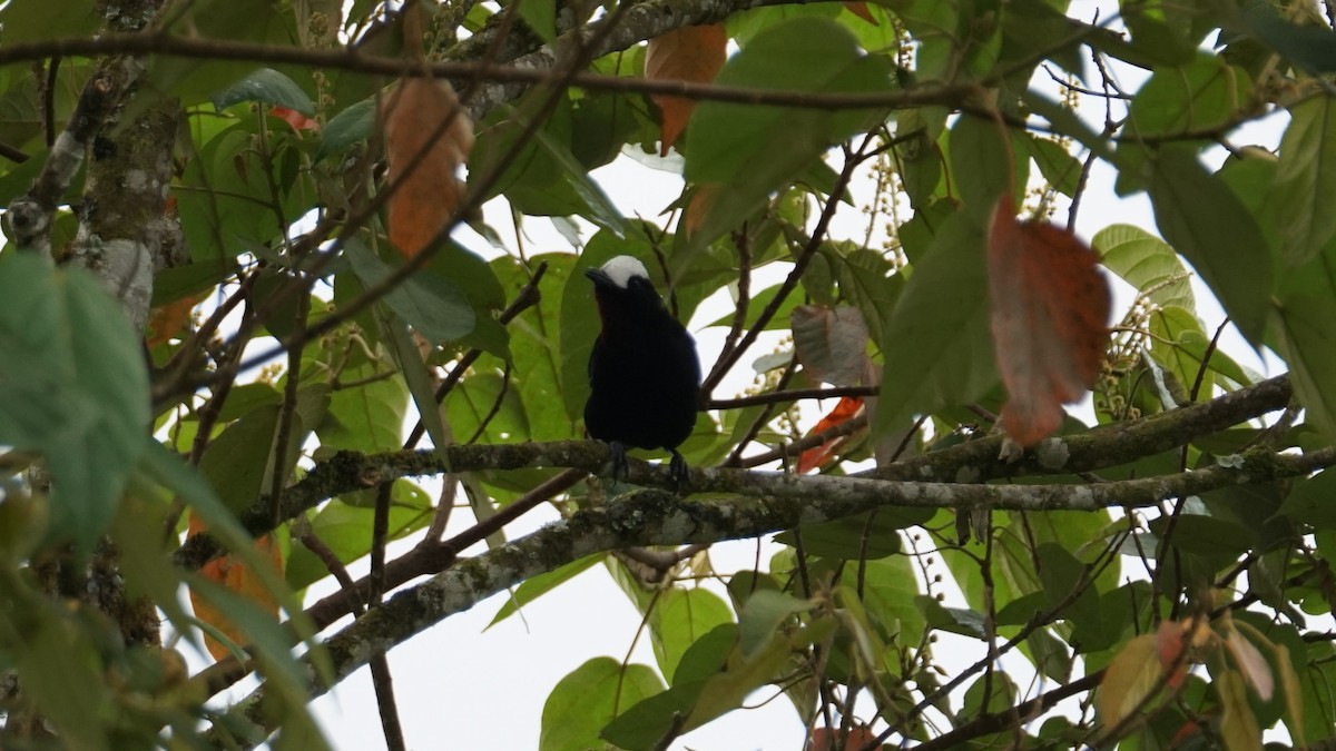 White-capped Tanager - ML619581087