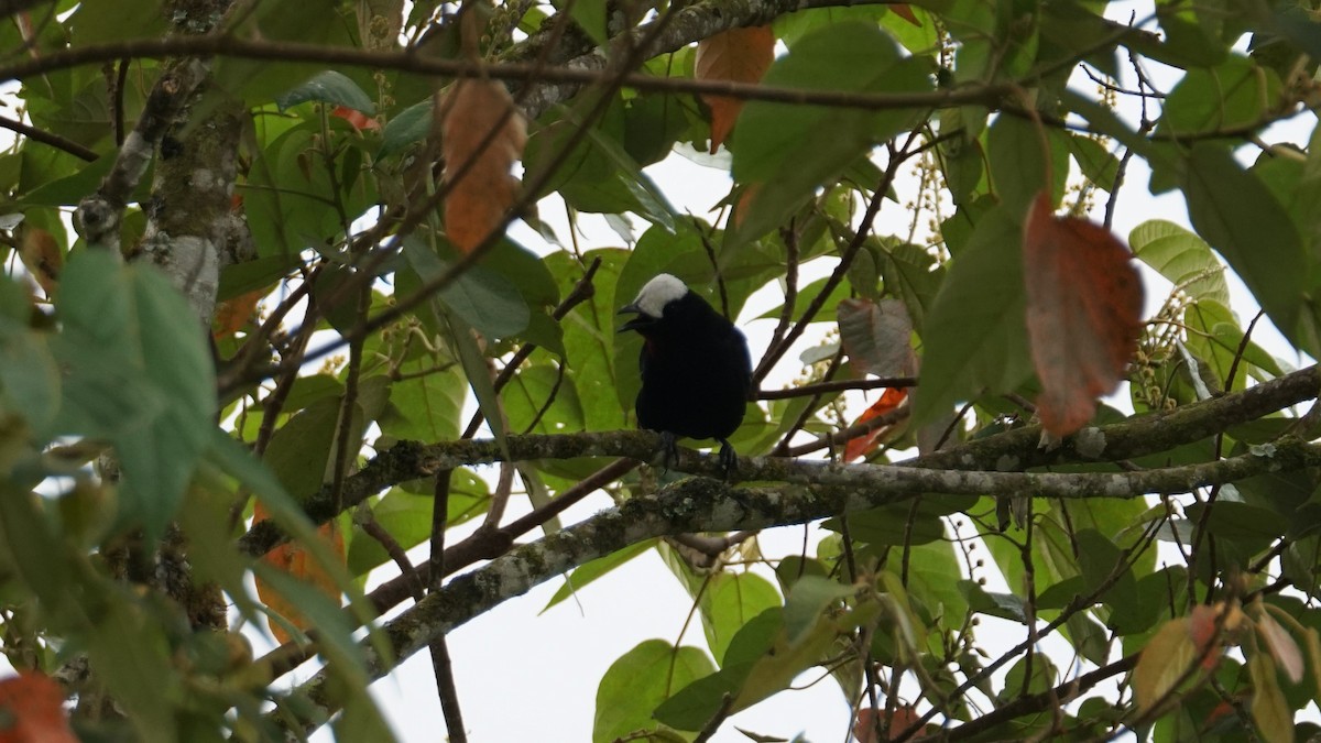 White-capped Tanager - ML619581089