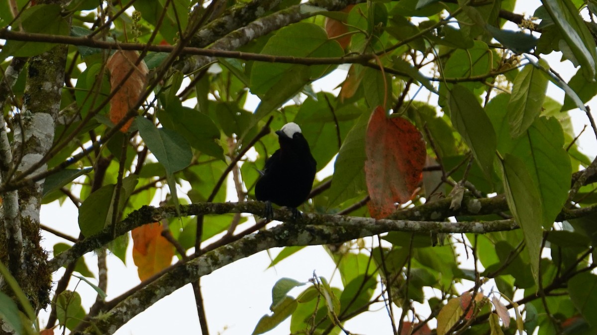 White-capped Tanager - ML619581090