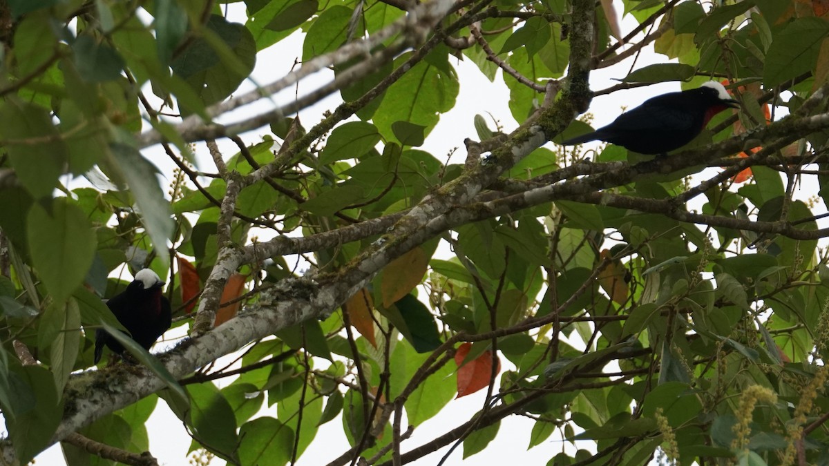 White-capped Tanager - ML619581091