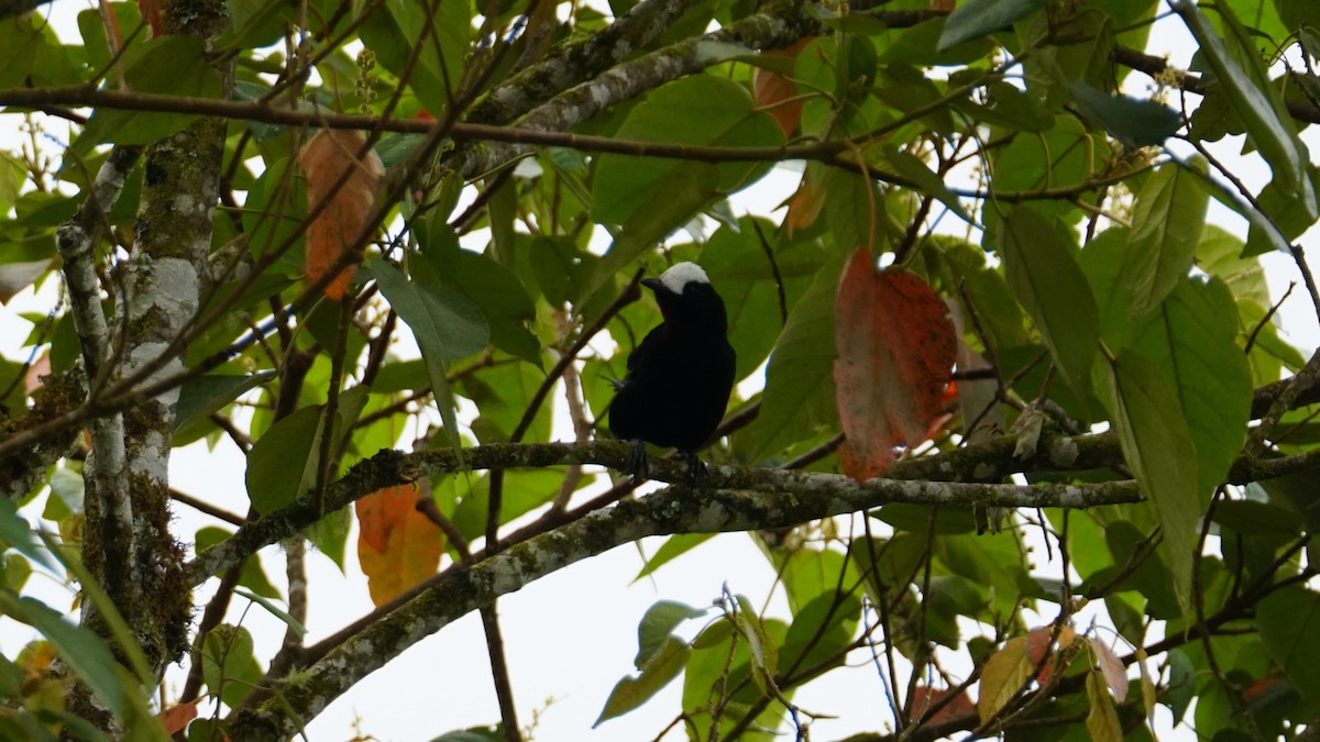 White-capped Tanager - ML619581092