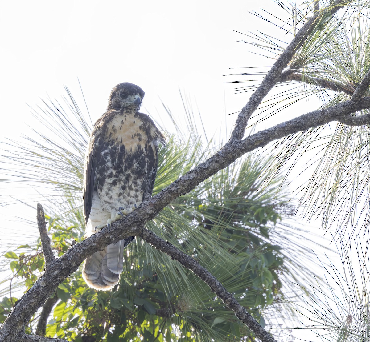 Red-tailed Hawk - ML619581109